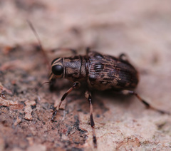 Acorynus cylindricus