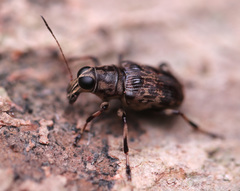 Acorynus cylindricus