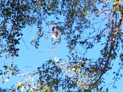 Pithecellobium dulce