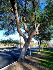 Pithecellobium dulce