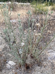 Eriastrum densifolium