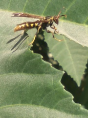 Polistes weyrauchorum
