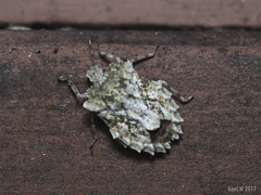 Amasenus corticalis