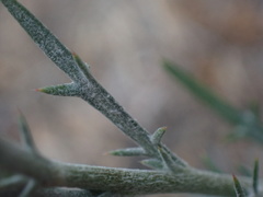 Eriastrum densifolium