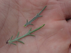 Eriastrum densifolium