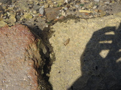 Clibanarius antillensis