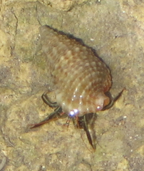 Clibanarius antillensis