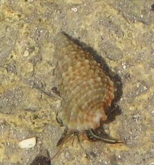 Clibanarius antillensis