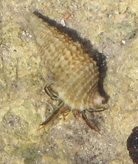 Clibanarius antillensis
