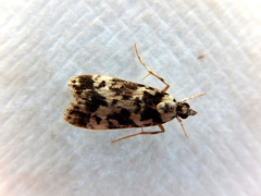 Eudonia aphrodes