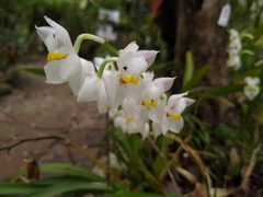 Cuitlauzina pulchella