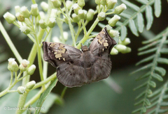 Quadrus truncata