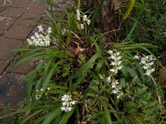 Cuitlauzina pulchella