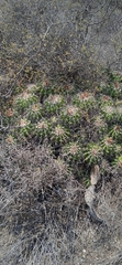 Ferocactus flavovirens