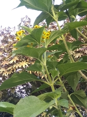 Smallanthus pyramidalis