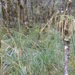 Broad Leaved Bush Tussock - Photo (c) Jamie Wood, some rights reserved (CC BY-NC), uploaded by Jamie Wood