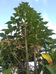 Smallanthus pyramidalis