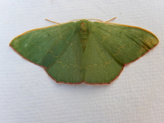 Prasinocyma semicrocea