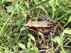Rana japonica