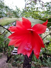 Disocactus ackermannii