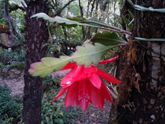 Disocactus ackermannii