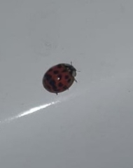Harmonia axyridis