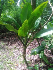 Dieffenbachia longispatha