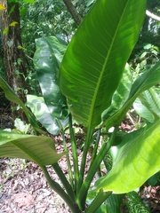 Dieffenbachia longispatha