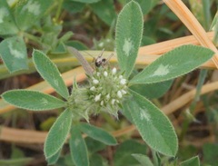 Trifolium echinatum