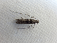 Ceromitia iolampra