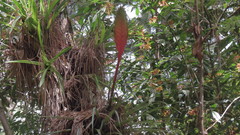 Tillandsia lampropoda