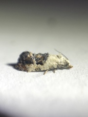 Eugnosta erigeronana