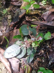 Hemigraphis alternata