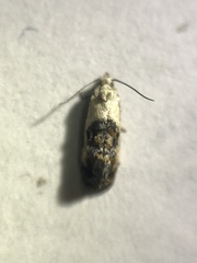 Eugnosta erigeronana