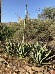 Agave murpheyi