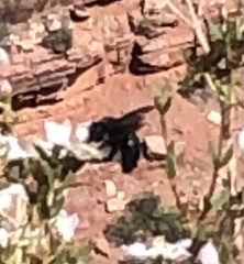 Xylocopa californica