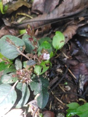 Hemigraphis alternata