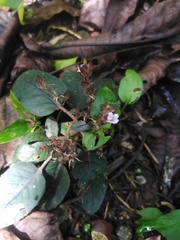 Hemigraphis alternata