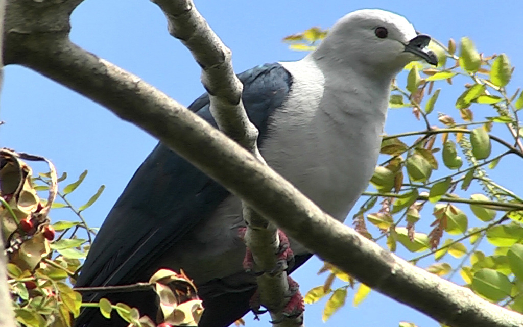 Polynesian Imperial-Pigeon