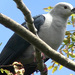 Polynesian Imperial Pigeon - Photo (c) RyanStudiesBirds, some rights reserved (CC BY-SA)