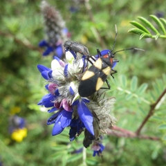 Oncopeltus orourkeae