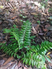 Adiantum lucidum