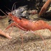 ボタンエビ
