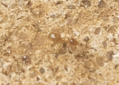 Pterygota