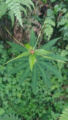 Paris polyphylla stenophylla
