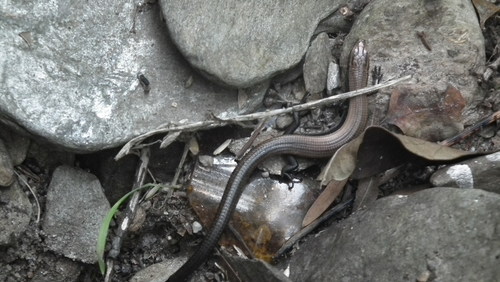Tetradactylus seps