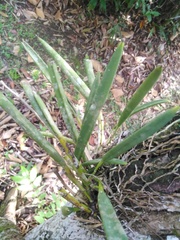 Brassavola nodosa image