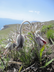 Pulsatilla cernua