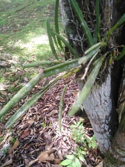 Brassavola nodosa
