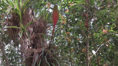 Tillandsia lampropoda
